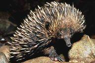 Monotremes Platypuses and Spiny Anteaters Lay reptilian, yolked eggs!