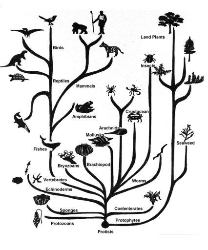Tree of life -based on traits we think we observe -Beware anthropocentrism, the concept that humans may regard themselves as