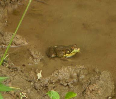 Seasonal Occurrence Tennessee Anurans January: southeastern chorus frog February: wood frog, spring peeper, gopher frog March: American toad, southern leopard frog, crawfish frog April: pickerel