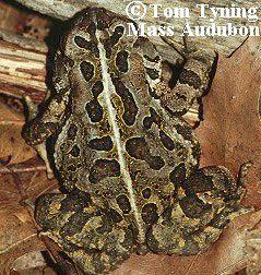 americanus) Eastern United States Statewide Bufonidae Fowler s toad (Bufo fowleri) Eggs: 1-2 strings (5,000-10,000 eggs) <3 m length