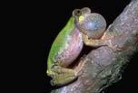 Bird-voiced treefrog (Hyla avivoca) Highly arboreal: forested wetlands and streams Bird-like Chirping Whistling for dog SVL = 1.