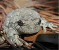 Gray treefrog (Hyla versicolor) Short raspy trill Slower than H.