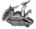 Wood Frog Reproduction