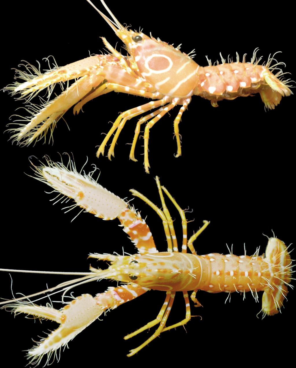Lobsters Enoplometopus (Crustacea, Decapoda) from French Polynesia A B FIG. 2.