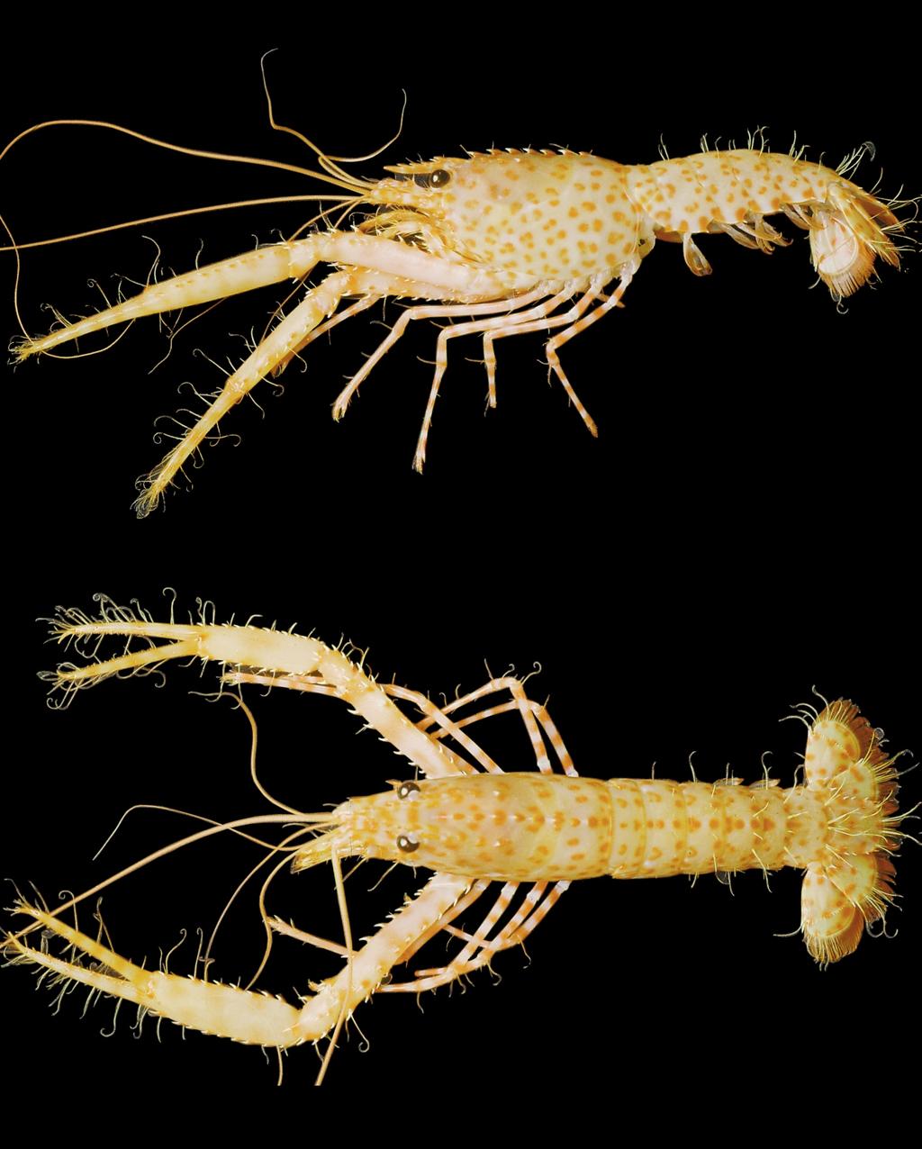 Lobsters Enoplometopus (Crustacea, Decapoda) from French Polynesia A B FIG. 4.