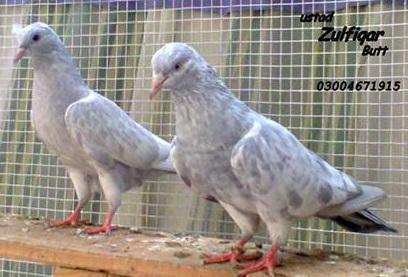 Section #2 Intermediates : We now know that there is a phenotypical look-alike for just about every known trait we see in pigeons today. You may hear these referred to as "mimics".