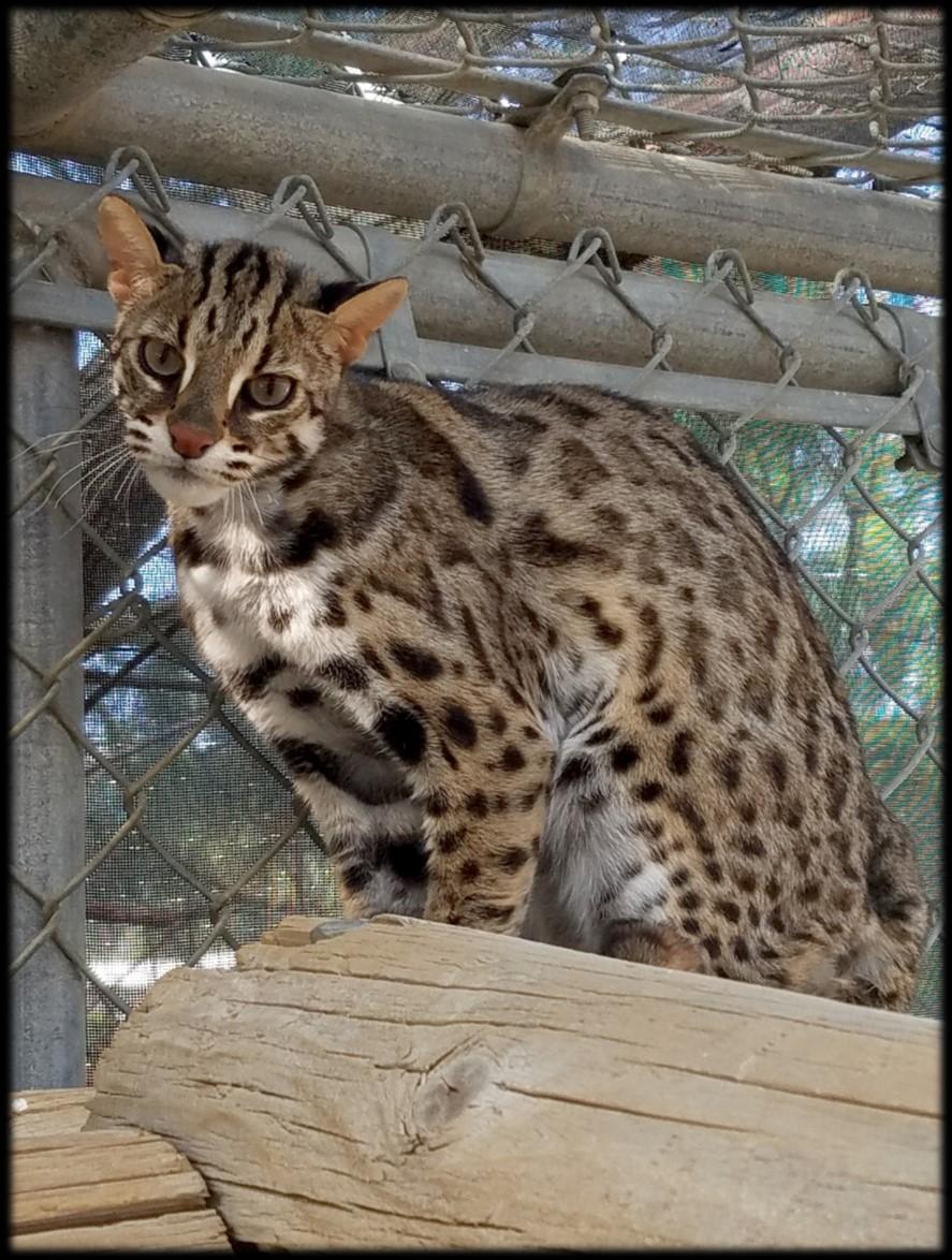 P a ge 4 S pots & S t ripes F a ll 2016 Cat of the Quarter: Christo the Leopard Cat Christo is a male Leopard Cat (Prionailurus bengalensis) born in August 2007 and has been at EFBC-FCC since April