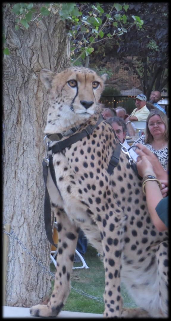 Among the highlights was a talk about Cheetah conservation by Dale Anderson of Project Survival s Cat Haven.
