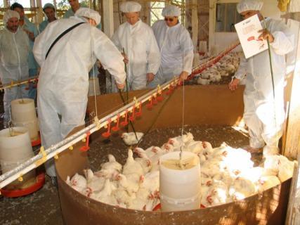 RSPCA IN TURKEY-Poultry welfare 2011 -Poultry welfare workshops in