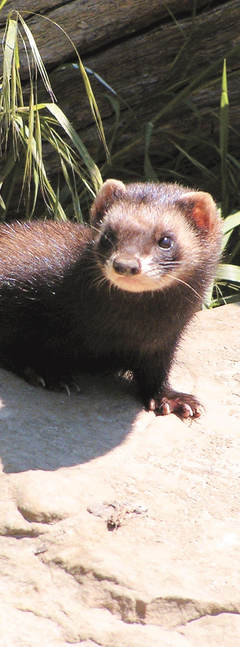 What is a polecat? The polecat is a native British mammal and is widespread in western Europe.