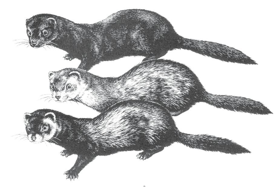 to China. The polecat belongs to the weasel family, the Mustelidae, comprising over 60 species of badgers, otters, skunks, martens, mink, ferrets, stoats and weasels.