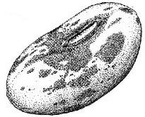 Chapter 4 Lesson 5 Pgs. 114-115 THE LIFE CYCLE OF A BEAN PLANT STUDY SHEET #1 Seeds contain an embryo (tiny plant) and stored food.