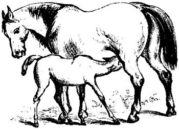 110-111 A horse is a mammal.