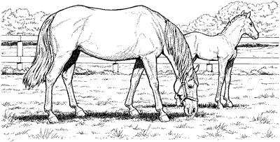 Male (boy) foals are called colts