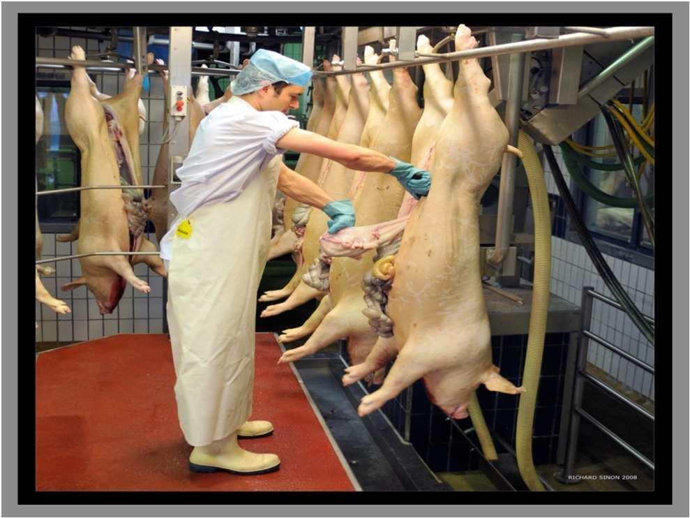 Slaughter process; evisceration Critical procedures in relation to fecal (cross) contamination.