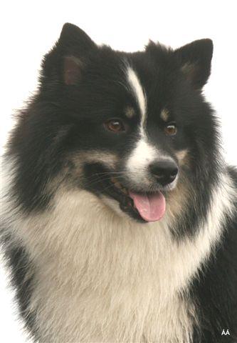 Peripheral white on a black and red Icelandic sheepdog Many Icelandic Sheepdogs have white markings, according to the requirements of the standard.