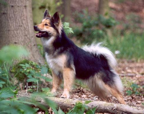 Recessive black and white Icelandic Sheepdog On the agouti locus a third allele is possible. This allele, a, is quite rare in the population of our breed.