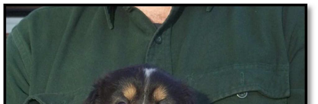 Highland Glenn English Shepherds PUPPY YEARBOOK Highland Glenn s Fahey x Highland Glenn s Blackrock Ailagh Born: February 15-16, 2016; their litter names are Irish (in parenthesis).
