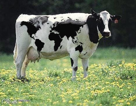 Prevalence Common cause of abortion in beef & dairy cattle worldwide Serologic surveys cattle Up to 100% of cattle have