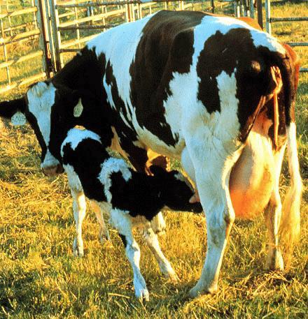 calves Cow that aborts once may abort again (persistent infection) &