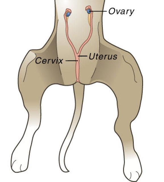 What is a spay/ovariohysterectomy and neutering?