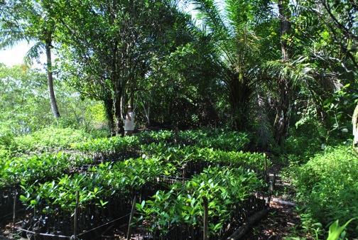 During this year the project also operated a mangrove plant nursery (Fig.