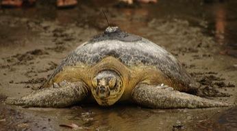 As all other sea turtles, hawksbills are threatened by the poaching of their eggs and meat for consumption and sale.