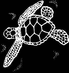 Turtle Tracker Volusia Sea Turtle Volunteer News Volume 6 Issue 2 Summer 2000 Turtle Permit Holders Honored On June 13, 2000, Governor Jeb Bush and his Cabinet recognized the Florida Marine Turtle