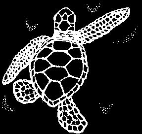 Turtle Tracker Volume 6 Issue 2 Summer 2000 International Sea Turtle Update Hawksbill Victory At the 11 th Conference of the Convention on the International Trade in Endangered Species (CITIES), held