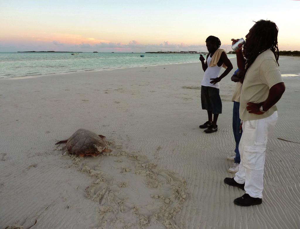 Fig. 4. A TCI fisherman (right) orders his crew to release an adult hawksbill that they had just brought back from a fishing trip, prior to the new regulations coming into force.