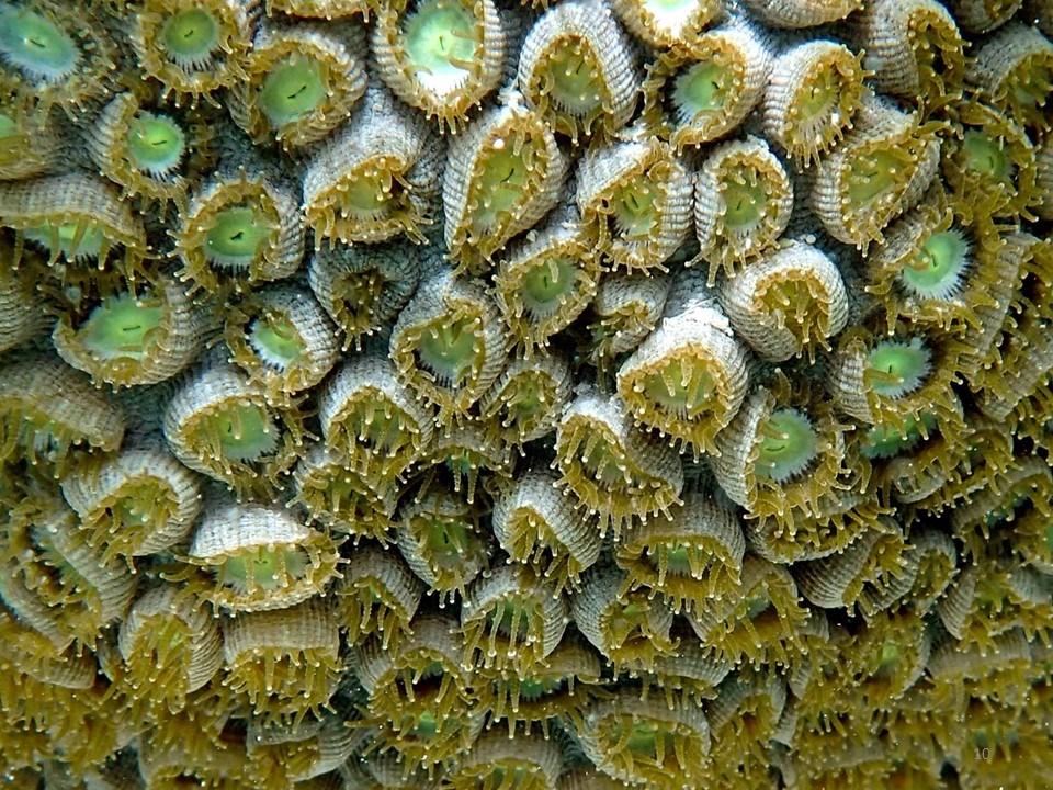 Background Information Corals are living organisms that are important animals in the ocean ecosystem. They provide habitat for many marine organisms such as fish.