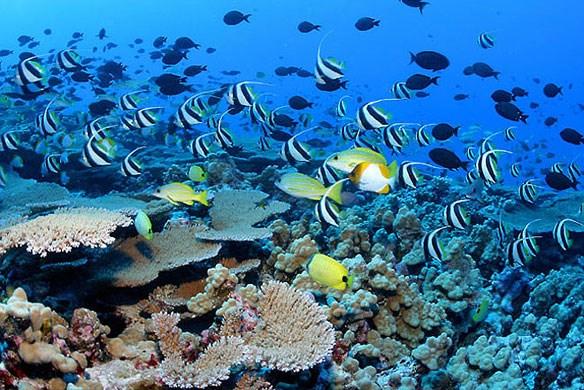 However, any changes in ocean temperature as has been seen with Climate Change 4, could stress out the corals and cause them to become bleached, leaving behind only the pale white coral skeleton.