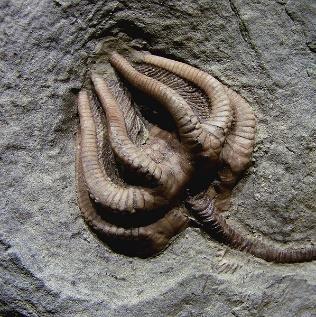 several trilobite fossils.
