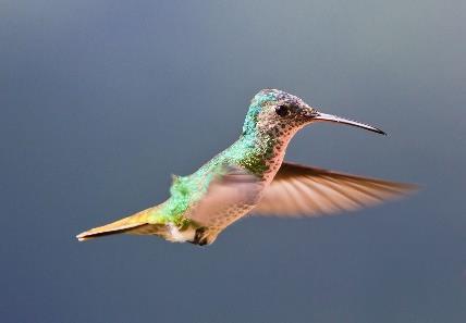 3. Hummingbirds drink nectar from