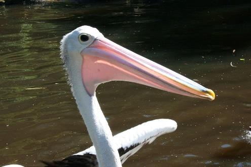 Pelicans eat fish.