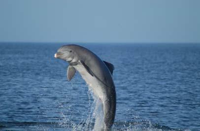 Atlantic spotted dolphins prefer tropical to warmtemperate waters over the continental shelf, edge, and upper reaches of the slope. These dolphins have variable spotting.