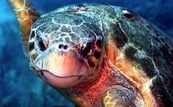 Cat Holloway Endangered and Threatened Nearshore Species SEA TURTLES