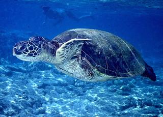 nesting population is endangered endangered endangered Sea turtles may