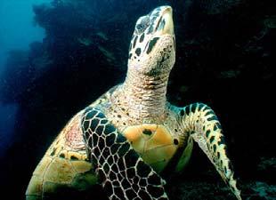 Sea turtles may migrate long distances and are able to dive to great