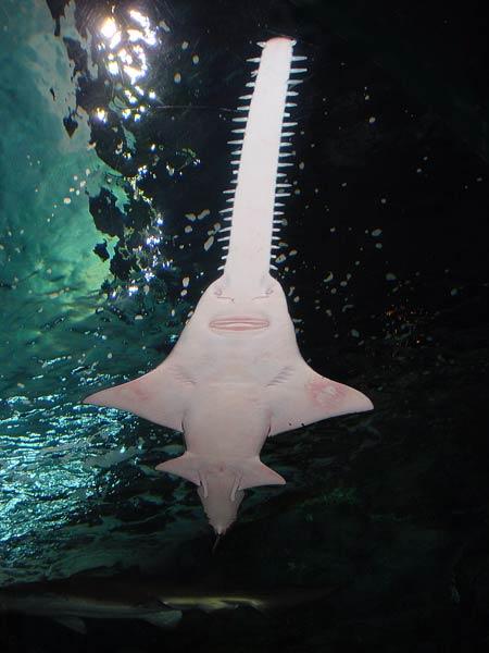 Endangered Nearshore Species SMALLTOOTH SAWFISH The endangered smalltooth sawfish inhabits coastal areas near mangroves and estuaries. Larger animals may be found further offshore.