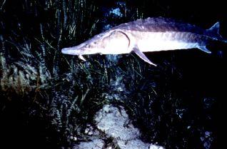 Threatened Nearshore Species GULF STURGEON The Gulf sturgeon is a threatened species. This species represents one of the oldest lineages of living fish.