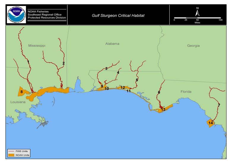 Threatened Nearshore Species GULF STURGEON Areas shaded yellow are designated as Gulf sturgeon critical habitat.