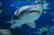 Nearshore Species of Concern SHARKS Sand tiger sharks are a species of concern. They are light grey/brown in color and have a white belly with yellow blotches.