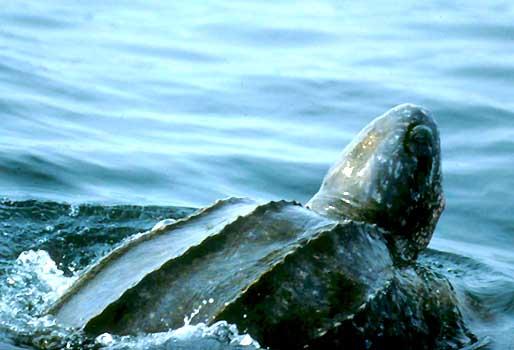 Endangered Offshore Species SEA TURTLES The endangered leatherback sea turtle is the only sea turtle with a soft leathery shell.
