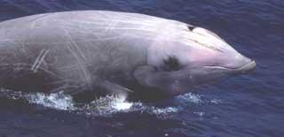 Bryde s whales (pronounced BREW-days ) are perhaps the only baleen whale that regularly inhabit the Gulf of Mexico.