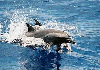 Common Offshore Species DOLPHINS Pantropical spotted dolphins occur along the continental slope. Juveniles are gray, spotting as they age.