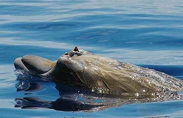 Offshore Species MARINE MAMMALS Other Offshore Species of Marine Mammals In The Gulf Of Mexico Include