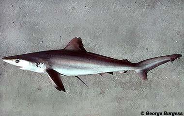 Juvenile dusky sharks form large feeding schools or aggregations.