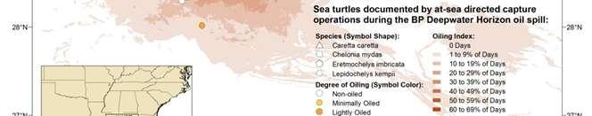 from oiled surface habitat; (bottom) Locations of turtles captured and assessed during rescue operations, shown by species and