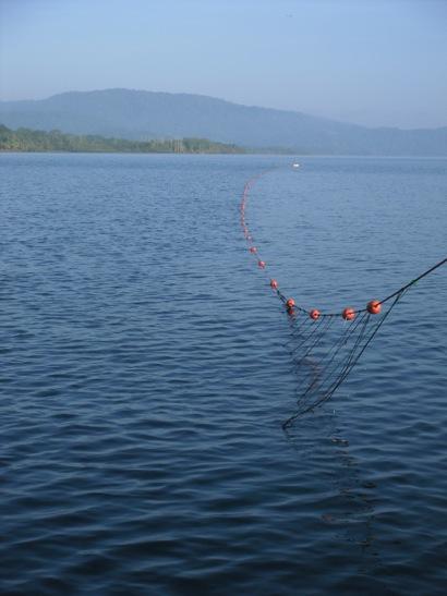 Methods: For the duration of one year, a total of 94 sets or nets were casted to catch turtles. All sets were performed by casting the 250 m long and 6 m high net in parallel direction to the coast.